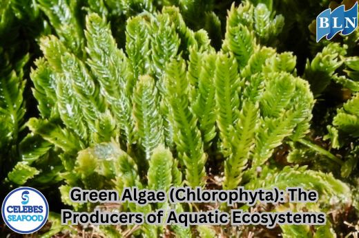 Green Algae (Chlorophyta): The Producers of Aquatic Ecosystems